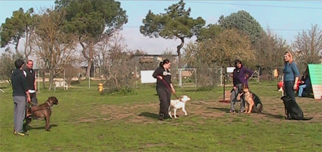Addestramento di gruppo